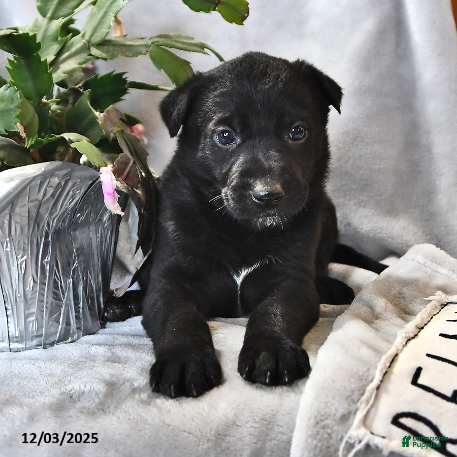 Mixed Breed dogs Poinsettia - Ad 22