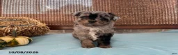 Mini Aussiedoodle dogs for sale: Duke - Ad 3