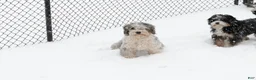 Bernedoodle dogs for sale: Cooper - Ad 2