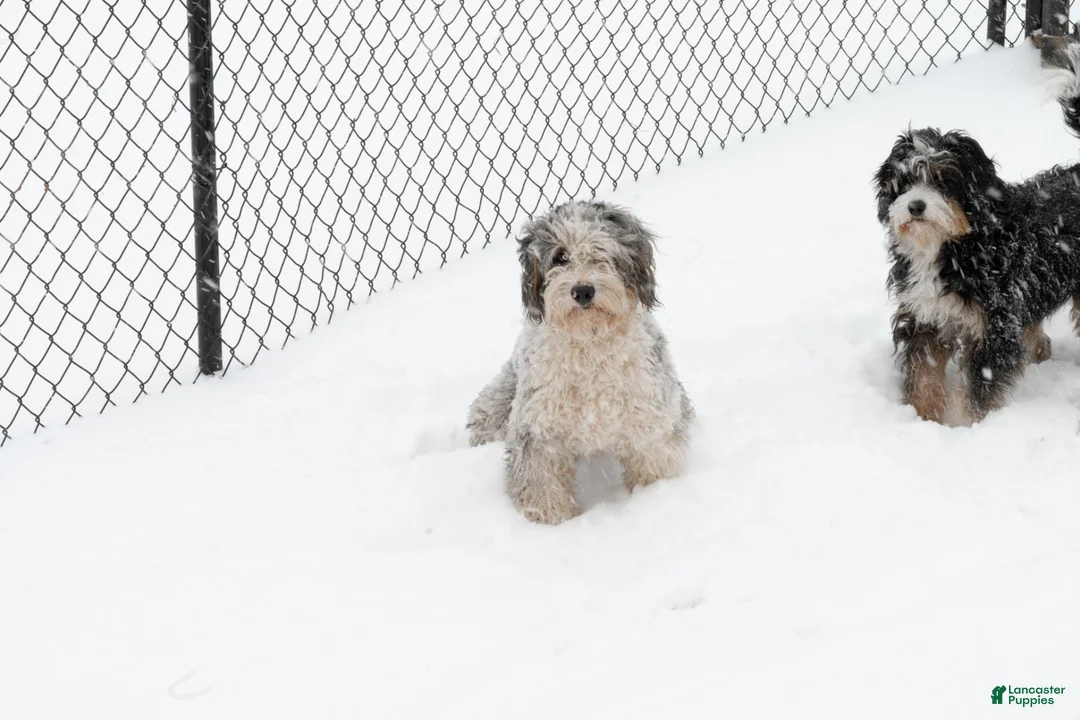 Bernedoodle dogs for sale: Cooper - Ad 2