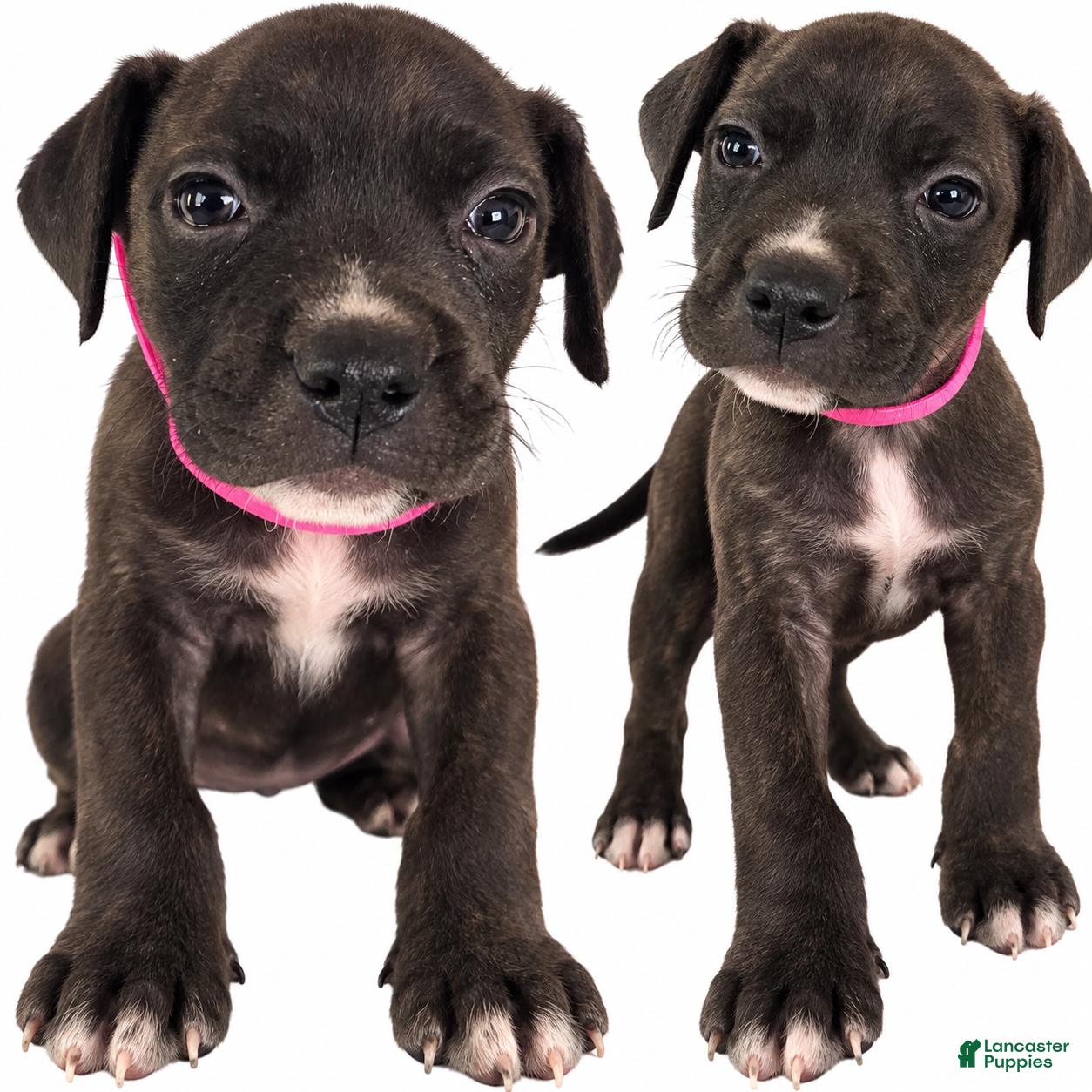Mixed Breed dogs Dancer - Ad 29