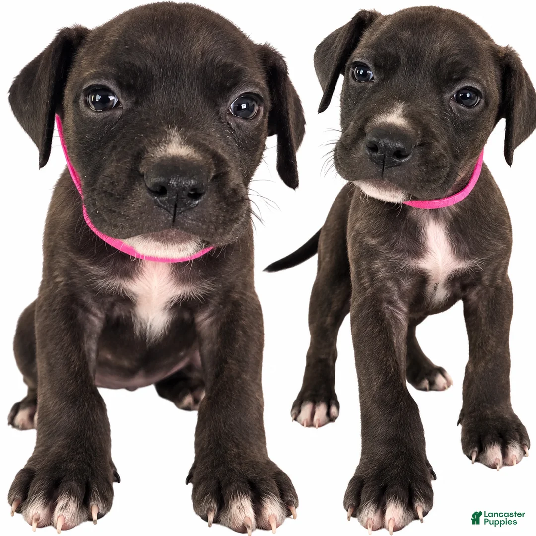 Mixed Breed dogs for sale: Dancer - Ad 1