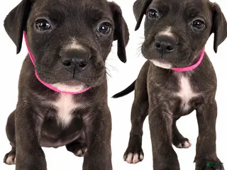 Mixed Breed dogs Dancer - Ad 29