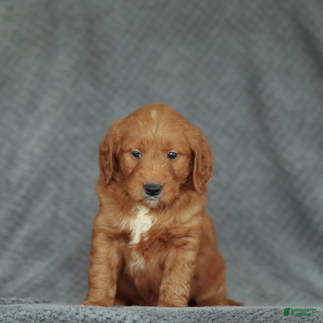 Mini Goldendoodle dogs Rex - Ad 8