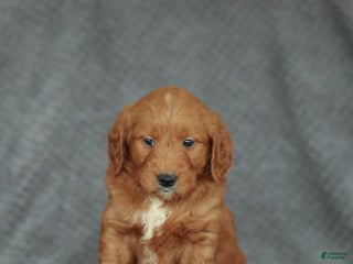 Mini Goldendoodle dogs Rex - Ad 29