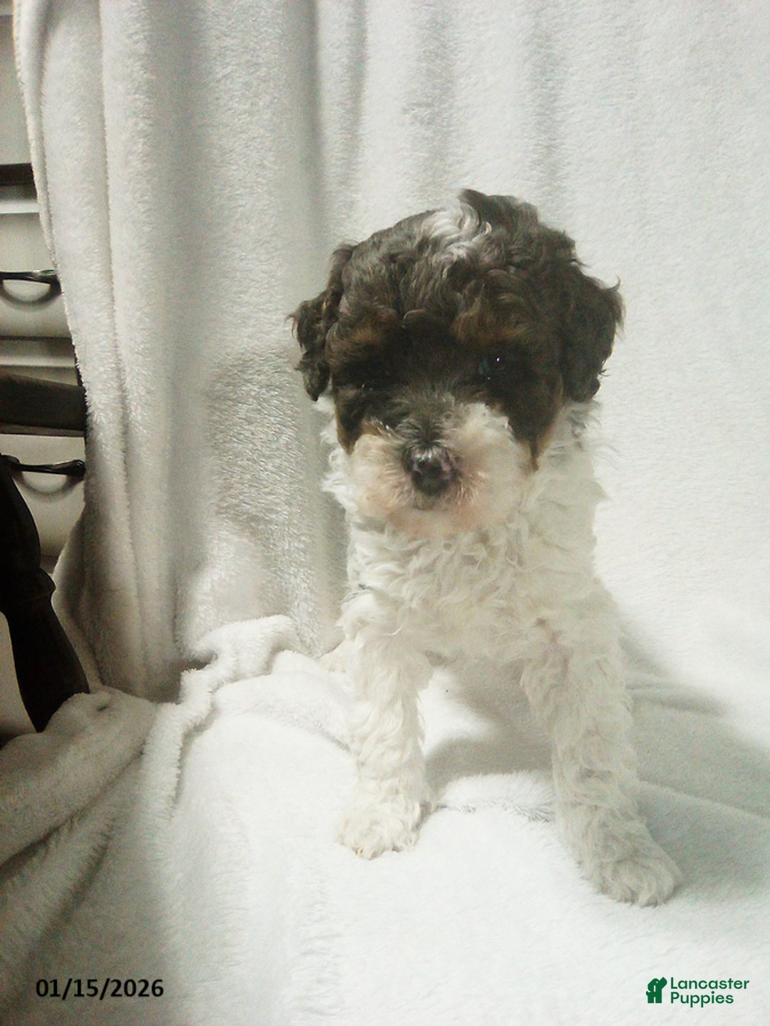 Toy Poodle dogs for sale: Emma - Ad 1