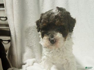 Toy Poodle dogs Emma - Ad 41
