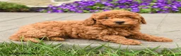 Mini Goldendoodle dogs for sale: Sawyer - Ad 5
