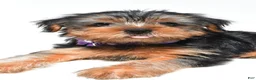 Yorkshire Terrier dogs for sale: Blossom - Ad 6