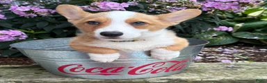 Gus