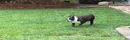 Boston Terrier dogs for sale: Boston Terrier Puppy 1 - Ad 4