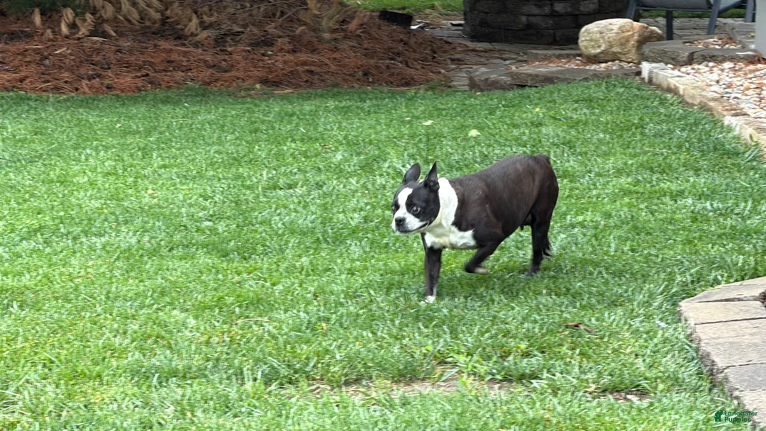 Boston Terrier dogs for sale: Boston Terrier Puppy 1 - Ad 4
