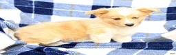 Welsh Corgi Pembroke dogs for sale: Bingo - Ad 9