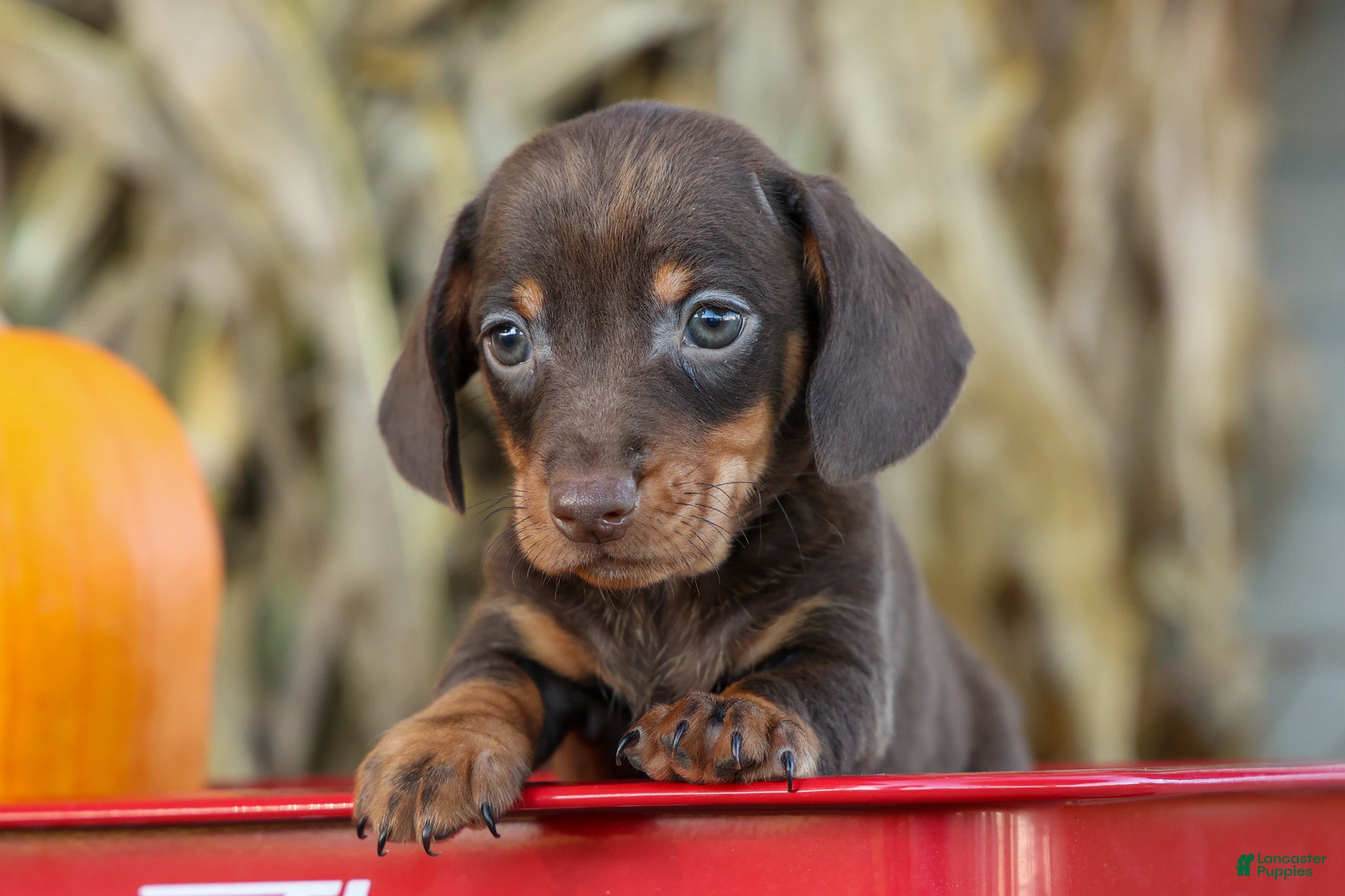Miniature Dachshund dogs Zippy🐾 - Ad 1