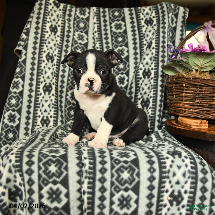 Boston Terrier dogs Lincoln - Ad 2
