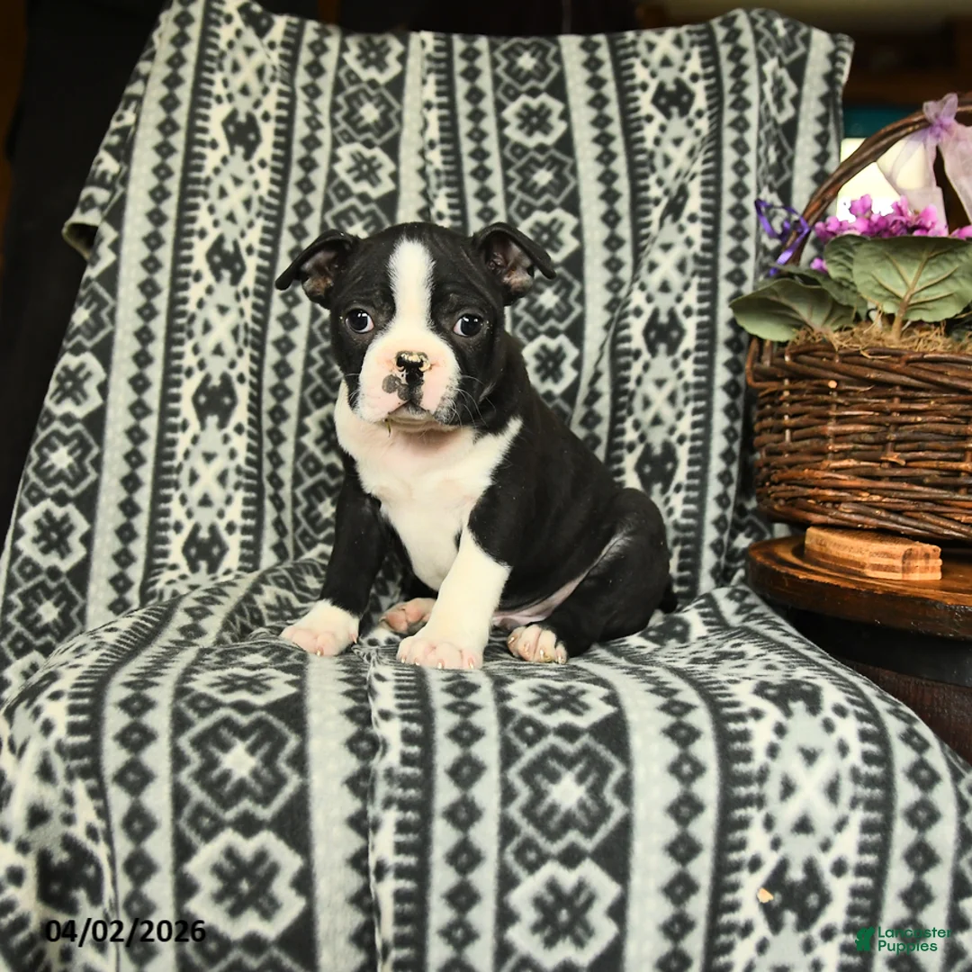 Boston Terrier dogs for sale: Lincoln - Ad 2