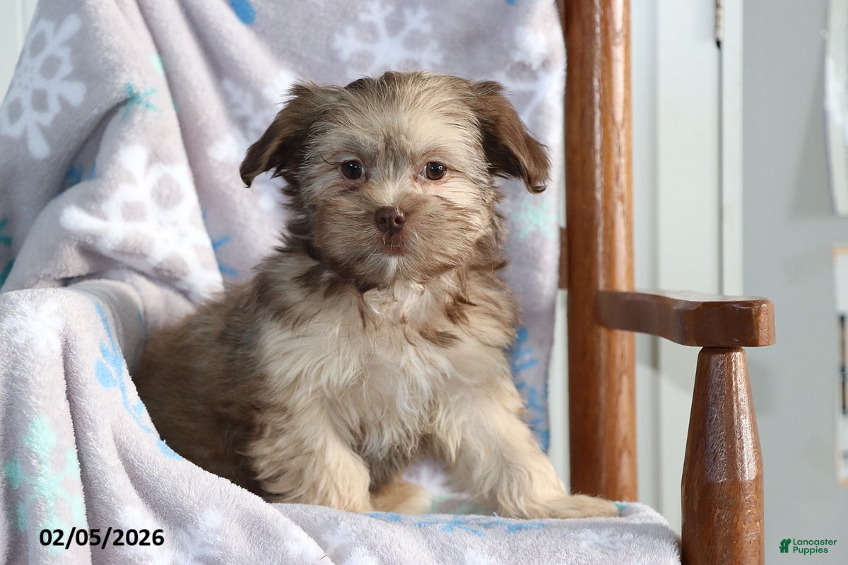 Shorkie dogs Angela - Ad 10