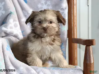 Shorkie dogs Angela - Ad 10