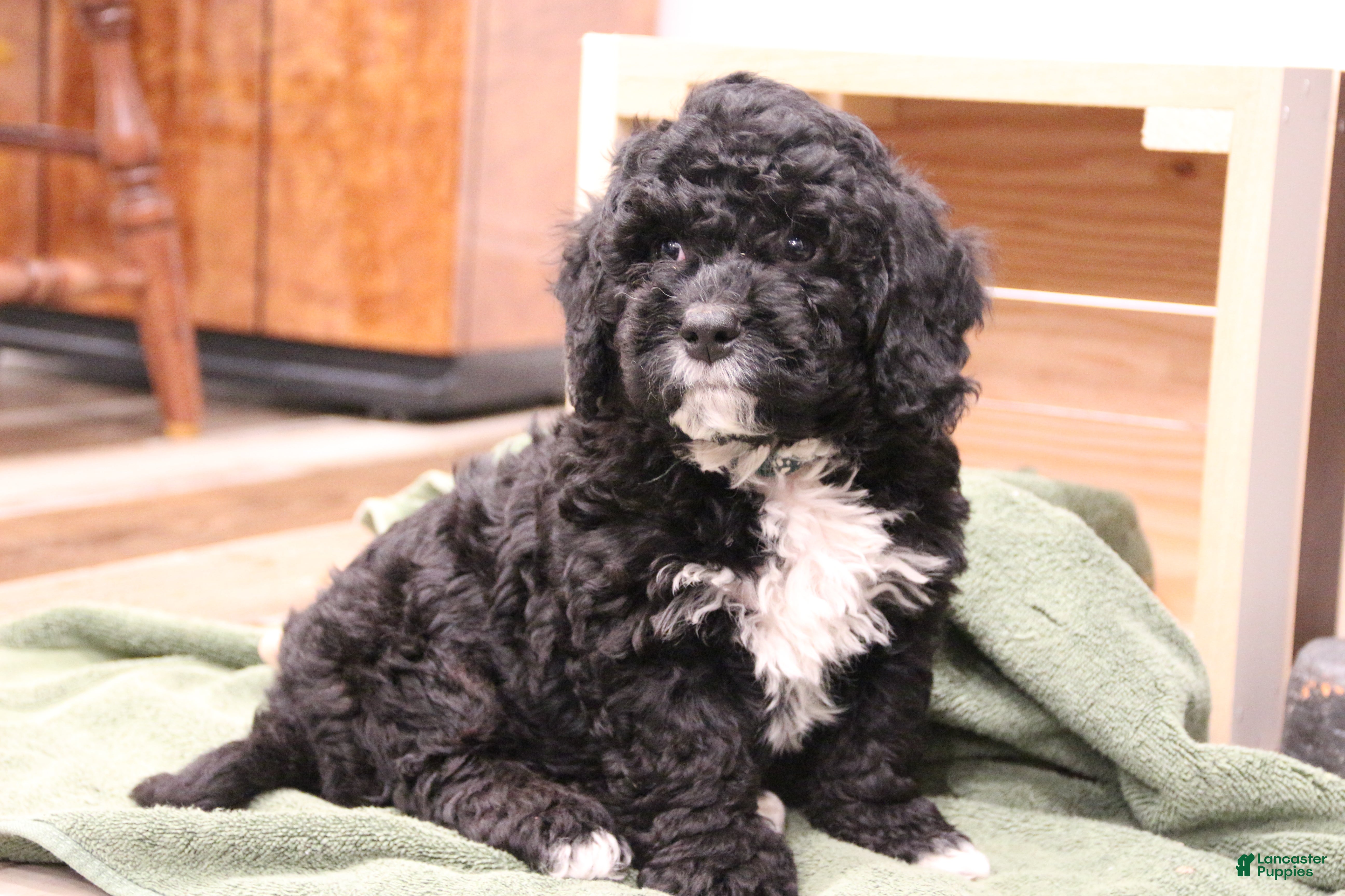 Mini Bernedoodle dogs Rocky - Ad 2