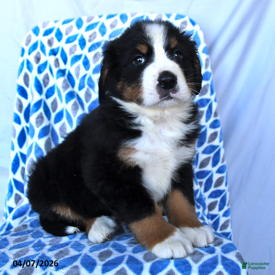 Bernese Mountain Dog dogs Jasper - Ad 2