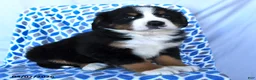 Bernese Mountain Dog dogs for sale: Jasper - Ad 2