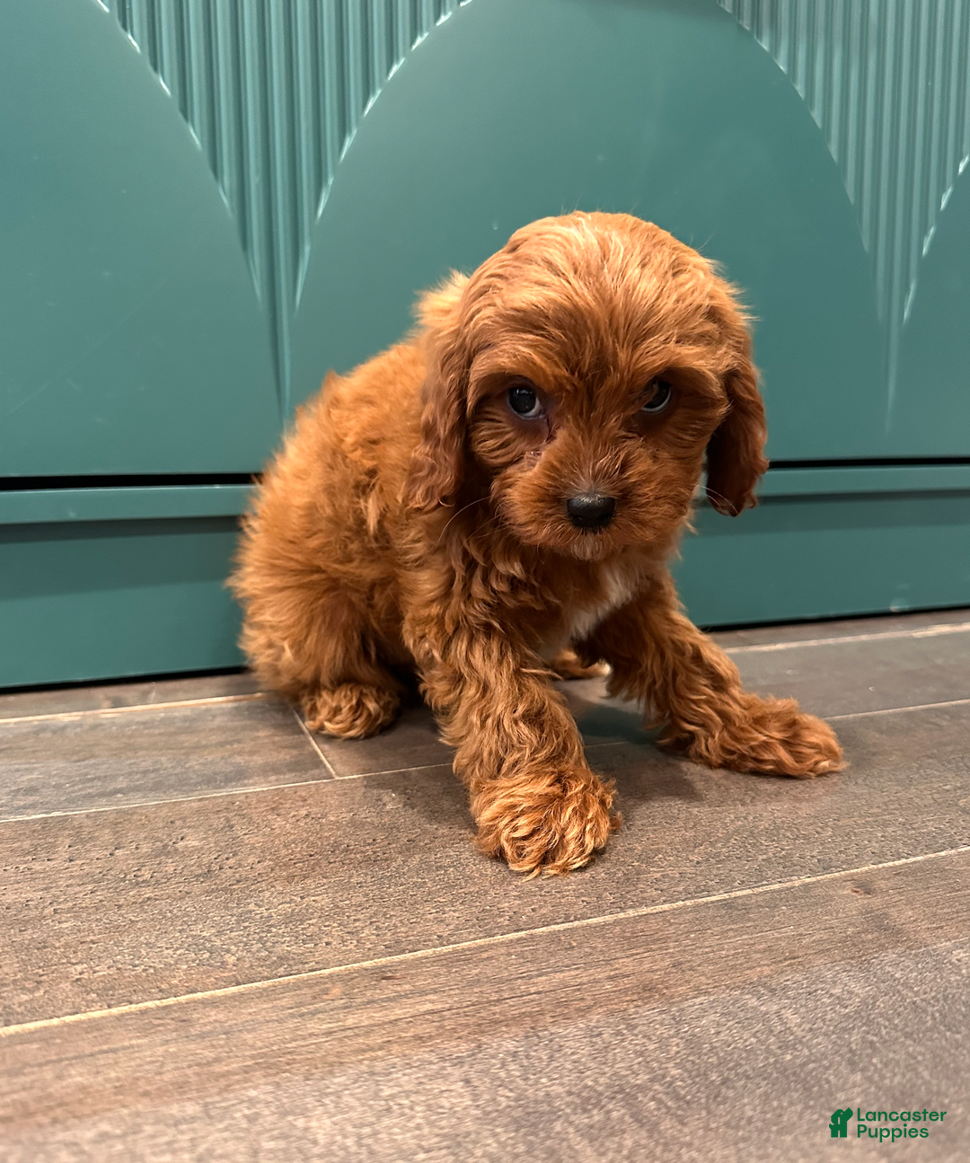 Cavapoo dogs for sale: Pearl- POTTY TRAINING and CRATE TRAINED - Ad 2