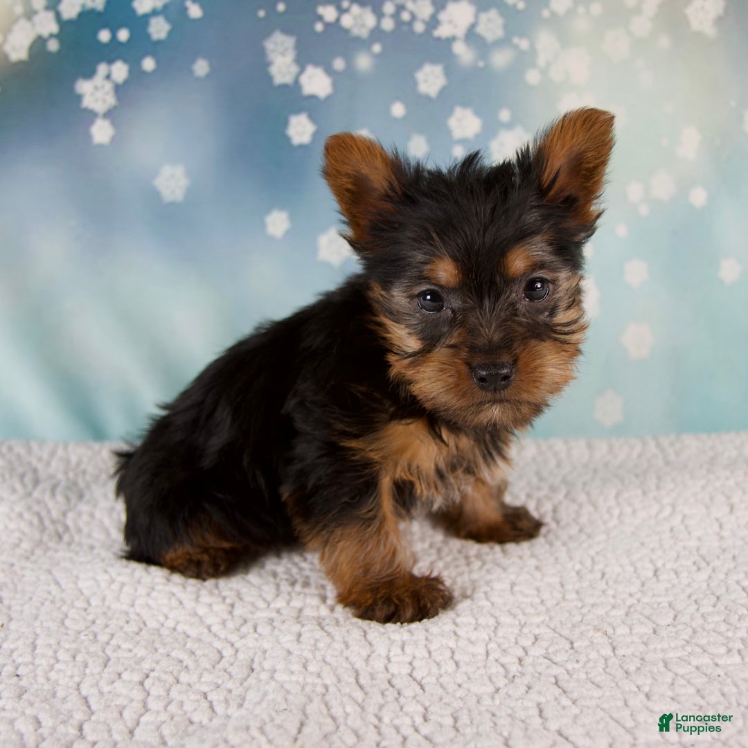 Yorkshire Terrier dogs for sale: Holly - Ad 2