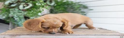 Dachshund dogs for sale: Harvey - Ad 6