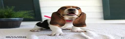 Basset Hound dogs for sale: Chloe - Ad 3