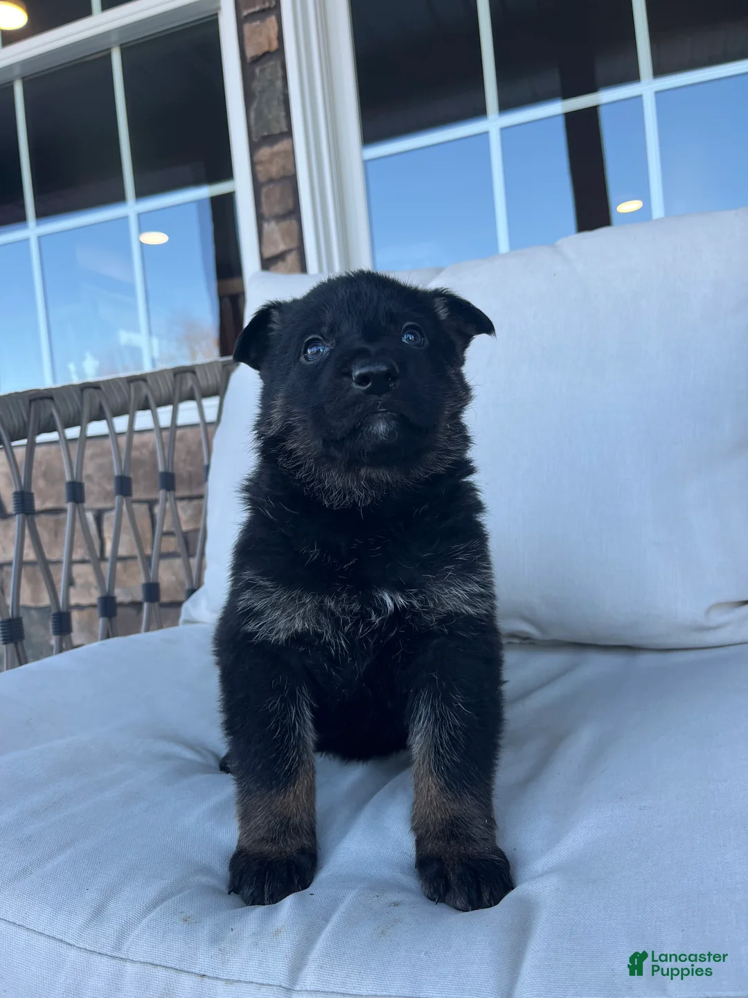 German Shepherd dogs for sale: Opal - Ad 6