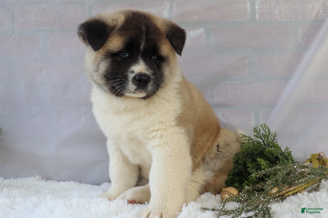 Akita dogs for sale: Trevor - Ad 35