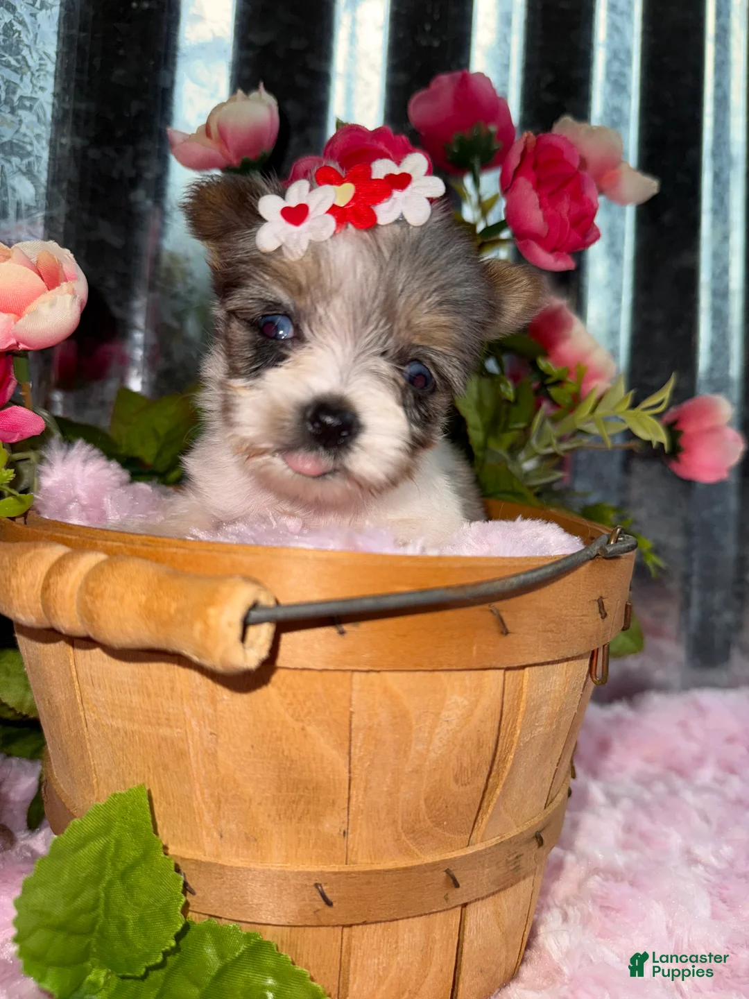 Yorkshire Terrier dogs for sale: Yorkshire Terrier Puppy 5 - Ad 2