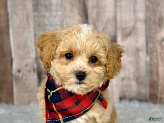 Bichpoo dogs Boy Jack - 8340 - Ad 20