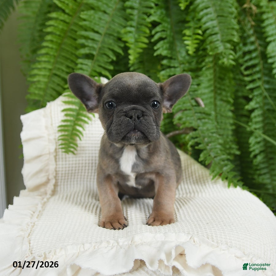 French Bulldog dogs Trax - Ad 26