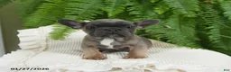 French Bulldog dogs for sale: Trax - Ad 7