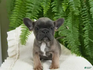 French Bulldog dogs Trax - Ad 26