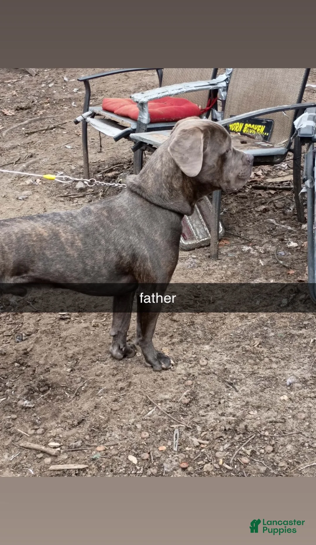 Cane Corso dogs for sale: Cane Corso 6 - Ad 6