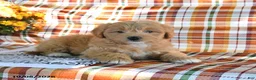 Mini Goldendoodle dogs for sale: Alice - Ad 3