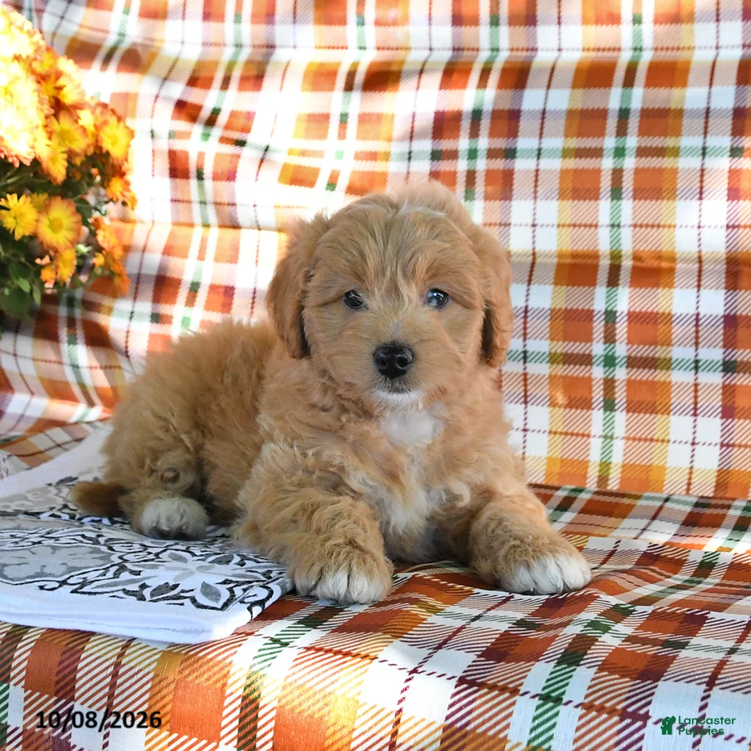 Mini Goldendoodle dogs for sale: Alice - Ad 3