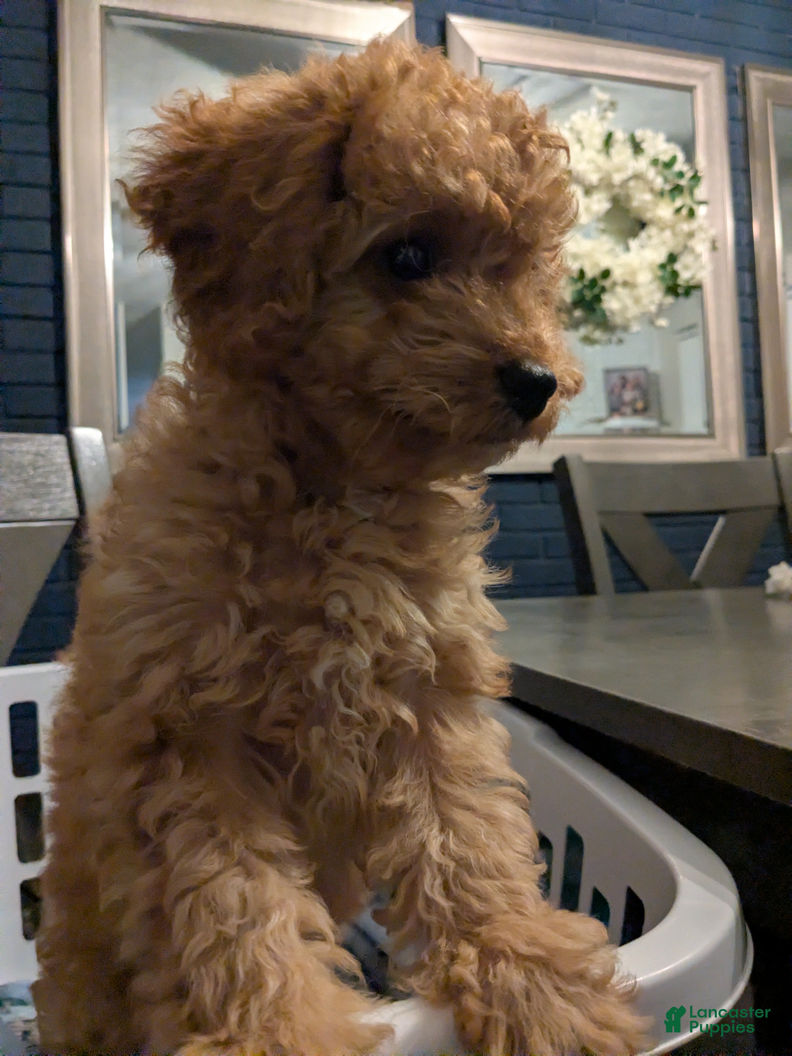 Cavapoo dogs Cavapoo Puppy 1 - Ad 42