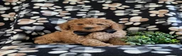 Miniature Poodle dogs for sale: Skete - Ad 3