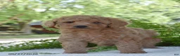Cockapoo dogs for sale: Kora - Ad 1
