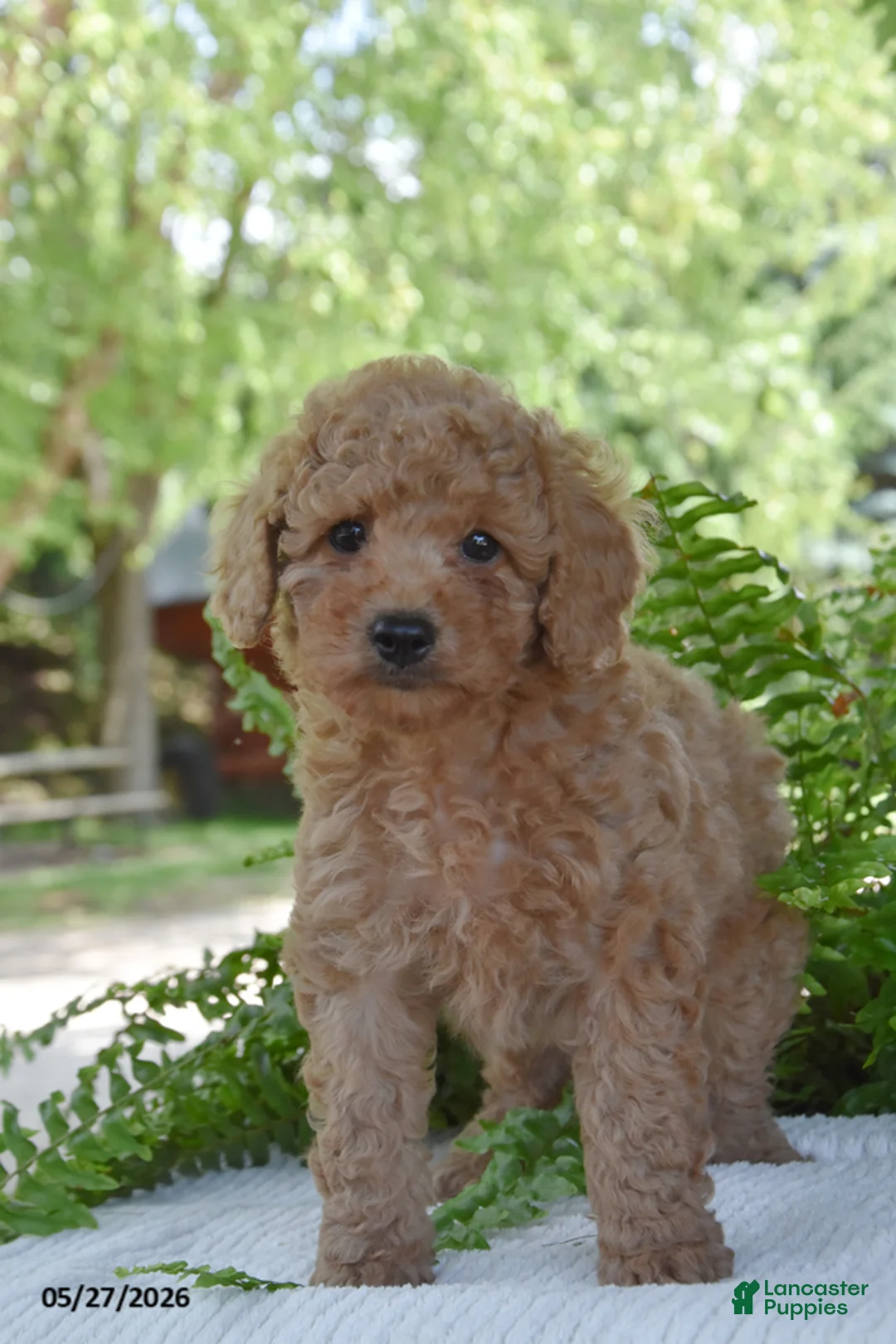 Cockapoo dogs for sale: Kora - Ad 1