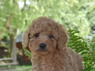 Cockapoo dogs for sale: Kora - Ad 1