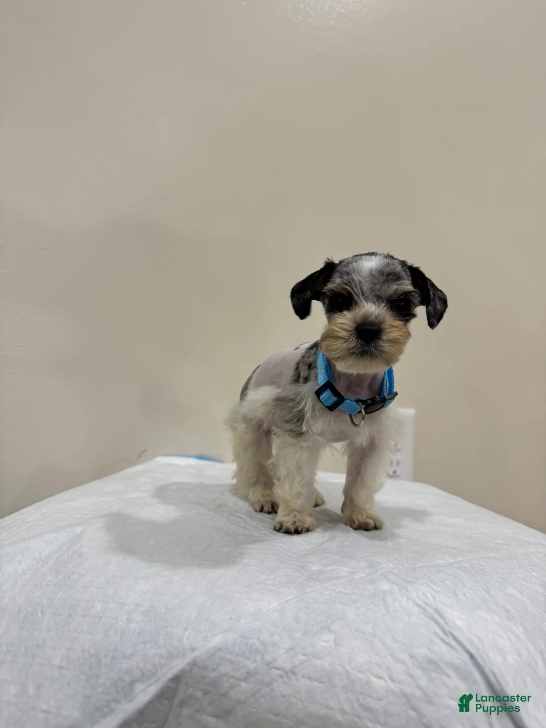 Miniature Schnauzer dogs for sale: Miniature Schnauzer Puppy 4 - Ad 1