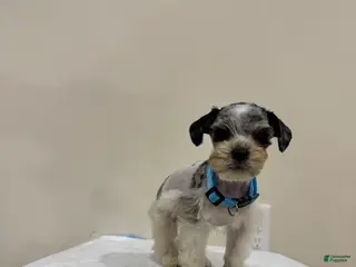 Miniature Schnauzer dogs for sale: Miniature Schnauzer Puppy 4 - Ad 3