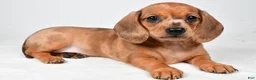 Dachshund dogs for sale: Daisy - Ad 9