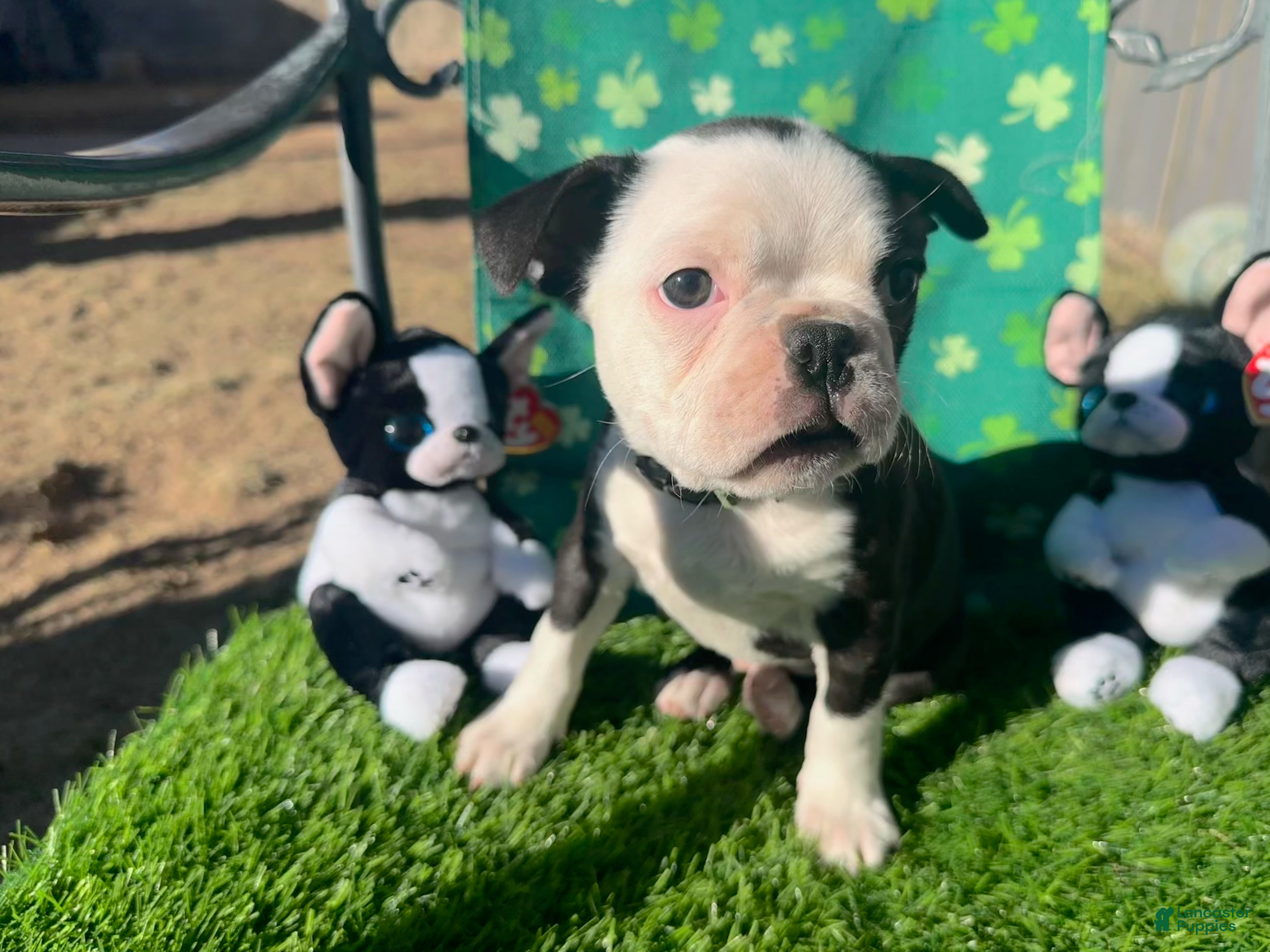 Boston Terrier dogs Boston Terrier Puppy 1 - Ad 2