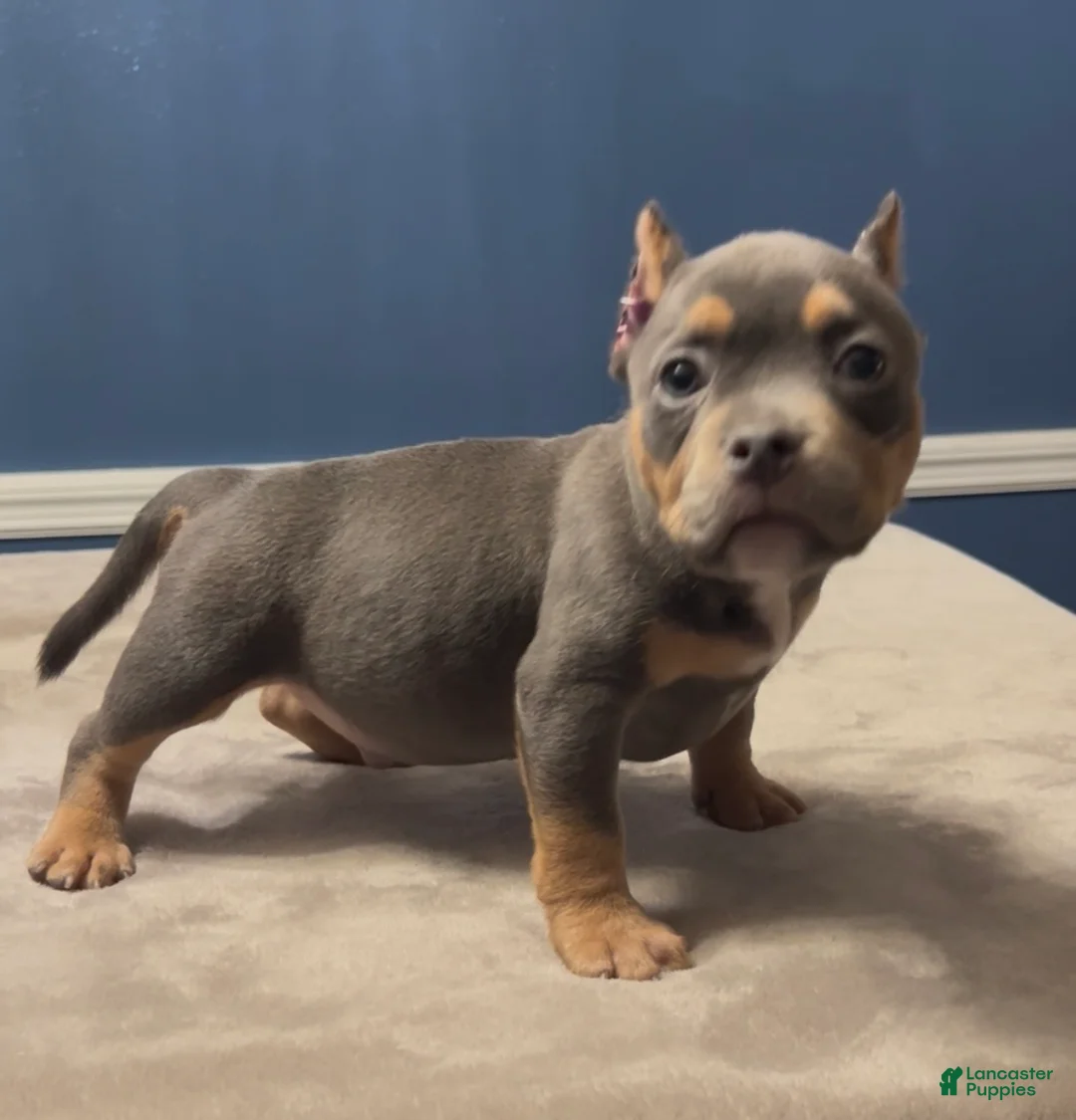 American Bully dogs for sale: TONKA - Ad 2