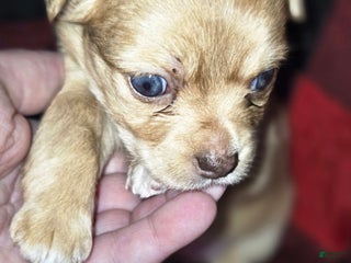 Chihuahua dogs - Ad 10